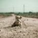 Not all adversity is equal: bullying, maltreatment, and persistent psychotic-like experiences